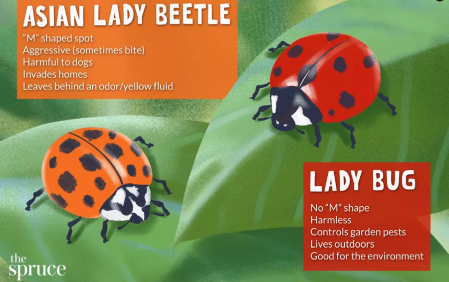 Ladybugs - Pest Control
