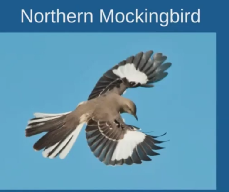 2021 Summer Program Zoom Series: Lily Goch on Bird Identification  [Video]