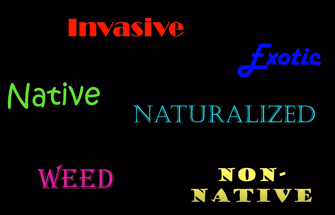 2021 Summer Program Zoom Series: Professor Jonathan Lehrer on Ecology and Invasion  [Video] Biology