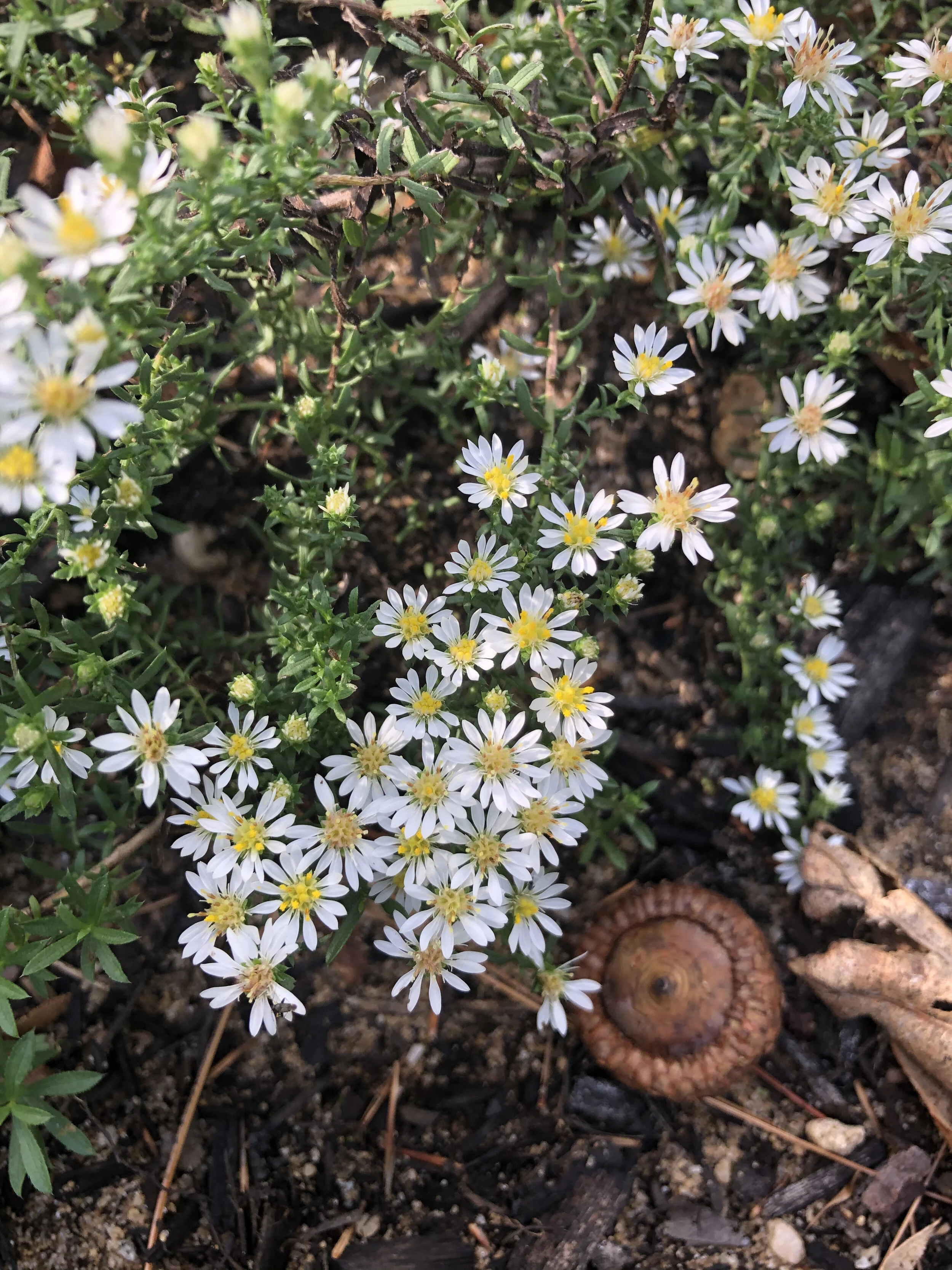 Symphyotrichum ericoides 'Snow Flurry' ~ Heath Aster 'Snow Flurry' Cultivar / Large