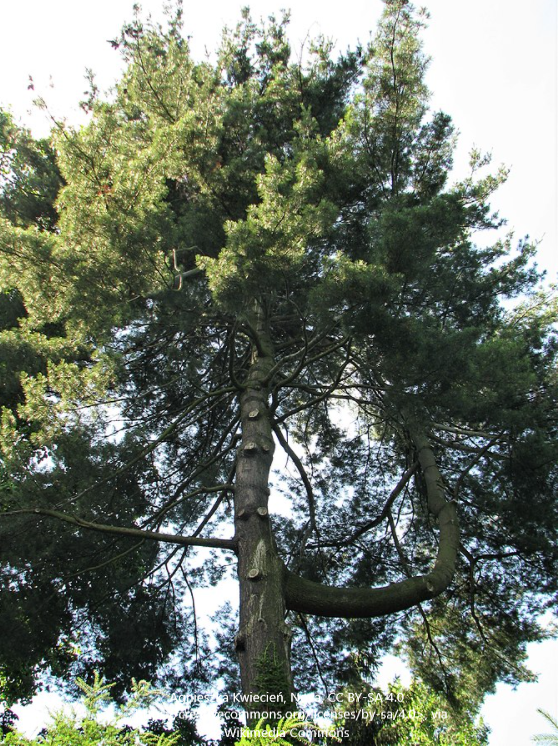 Pinus strobus.PNG