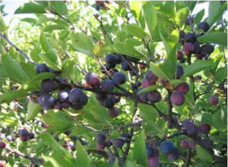 Prunus maritima.PNG