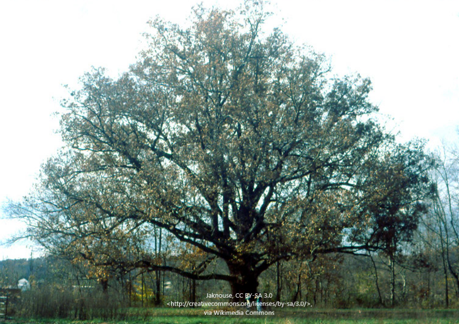 Quercus alba.PNG