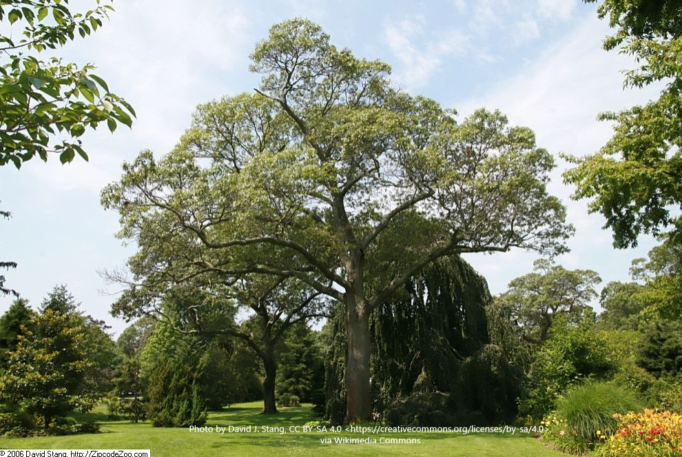 Quercus velutina.PNG