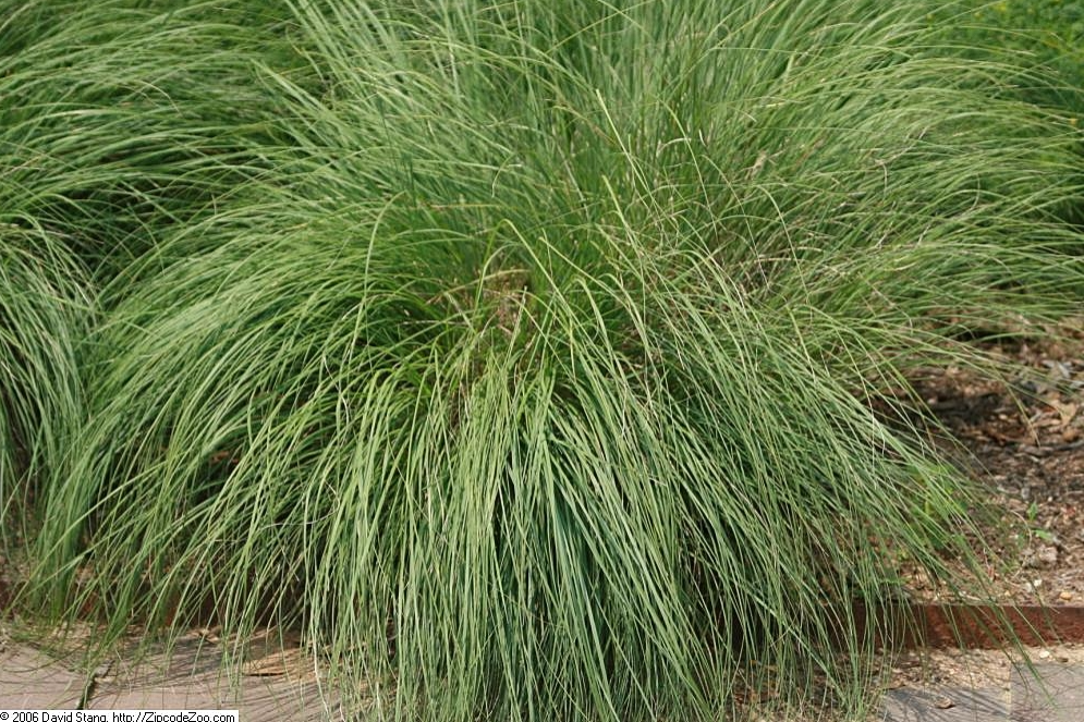 Sporobolus heterolepis.PNG