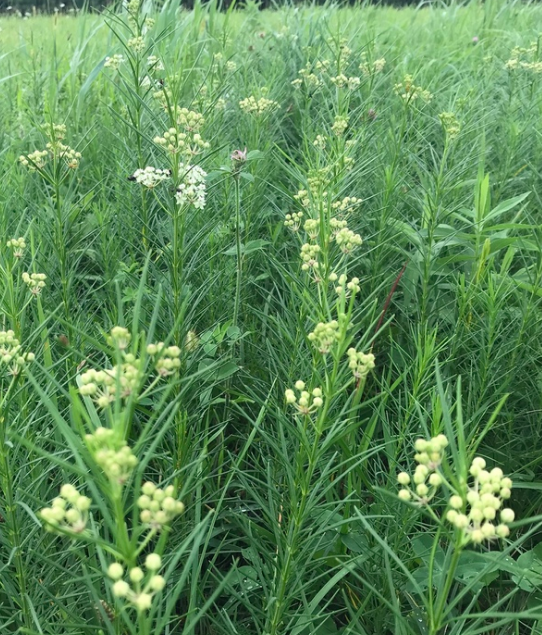 Asclepias verticillata.PNG