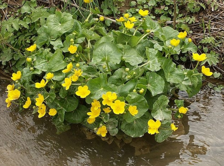 Caltha palustris.PNG
