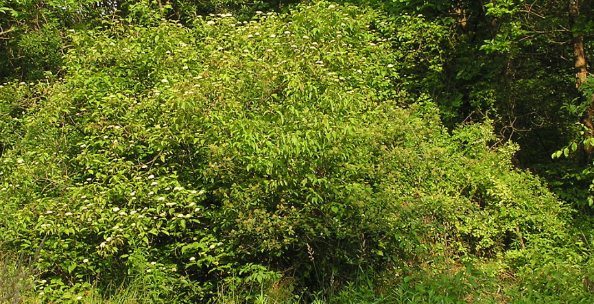Cornus amomum.PNG
