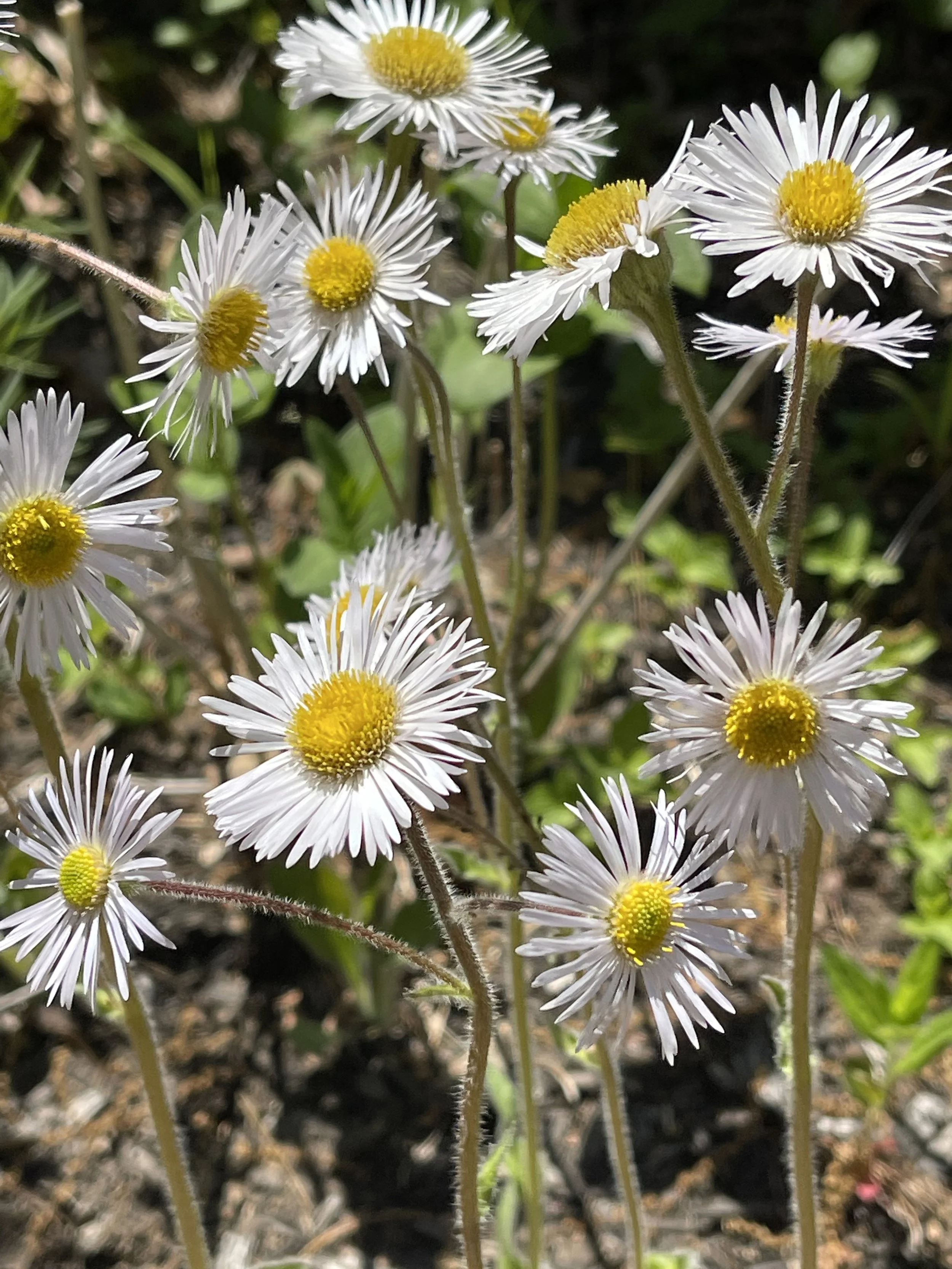 Robins plantain 'Lynnhaven Carpet' Cultivar Erigeron pulchellus