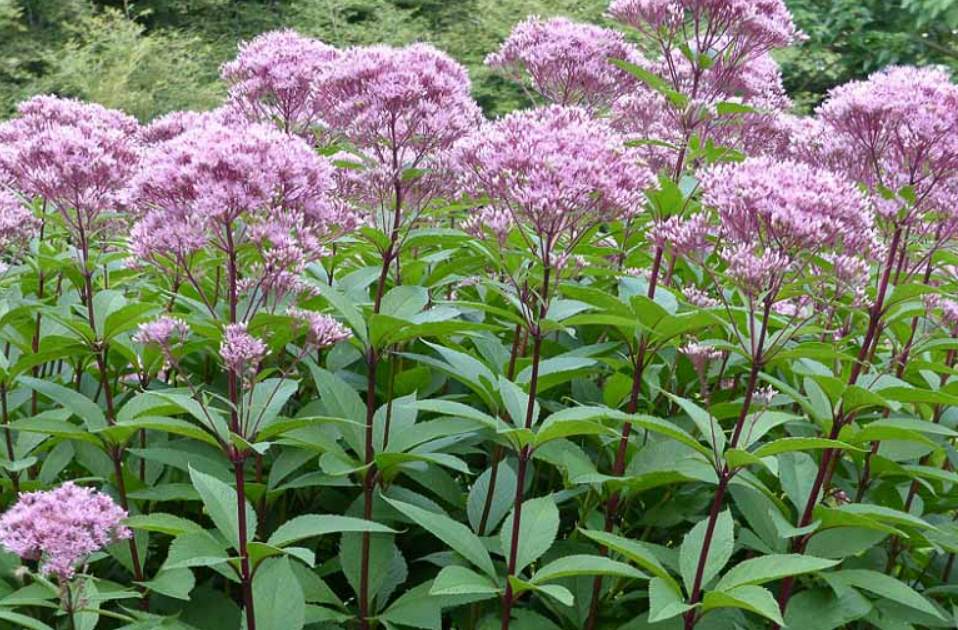 Eutrochium purpureum.PNG