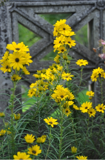 Helianthus angustifolius.PNG