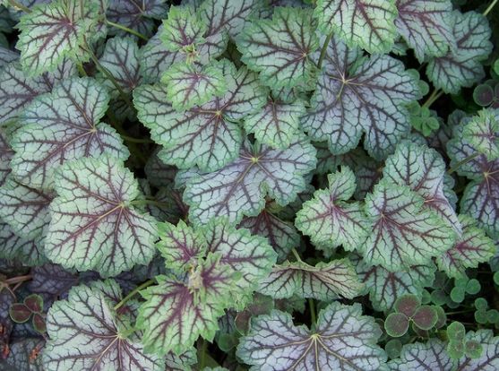 Heuchera americana.PNG