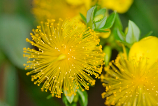 Hypericum prolificum.PNG