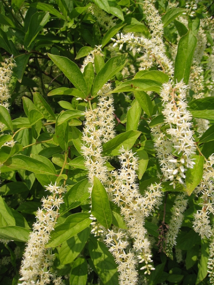 Itea virginica 'Little Henry'.PNG