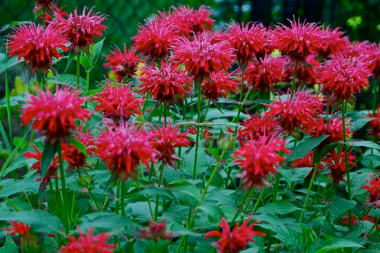 Monarda didyma.PNG
