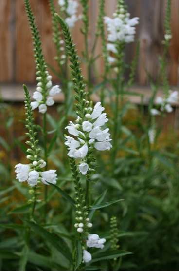 Physostegia virginiana.PNG