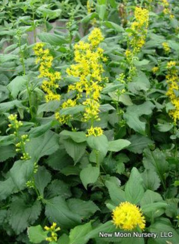 Solidago flexicaulis.PNG