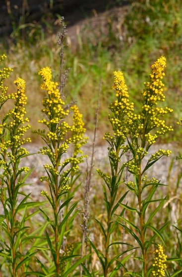 Solidago nemoralis.PNG