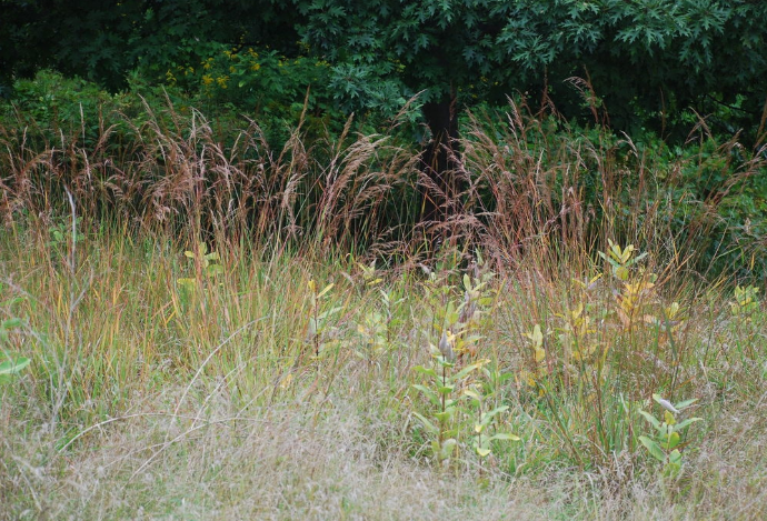 Sorghastrum nutans.PNG