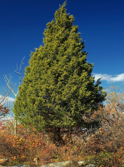 Juniperus virginiana.PNG