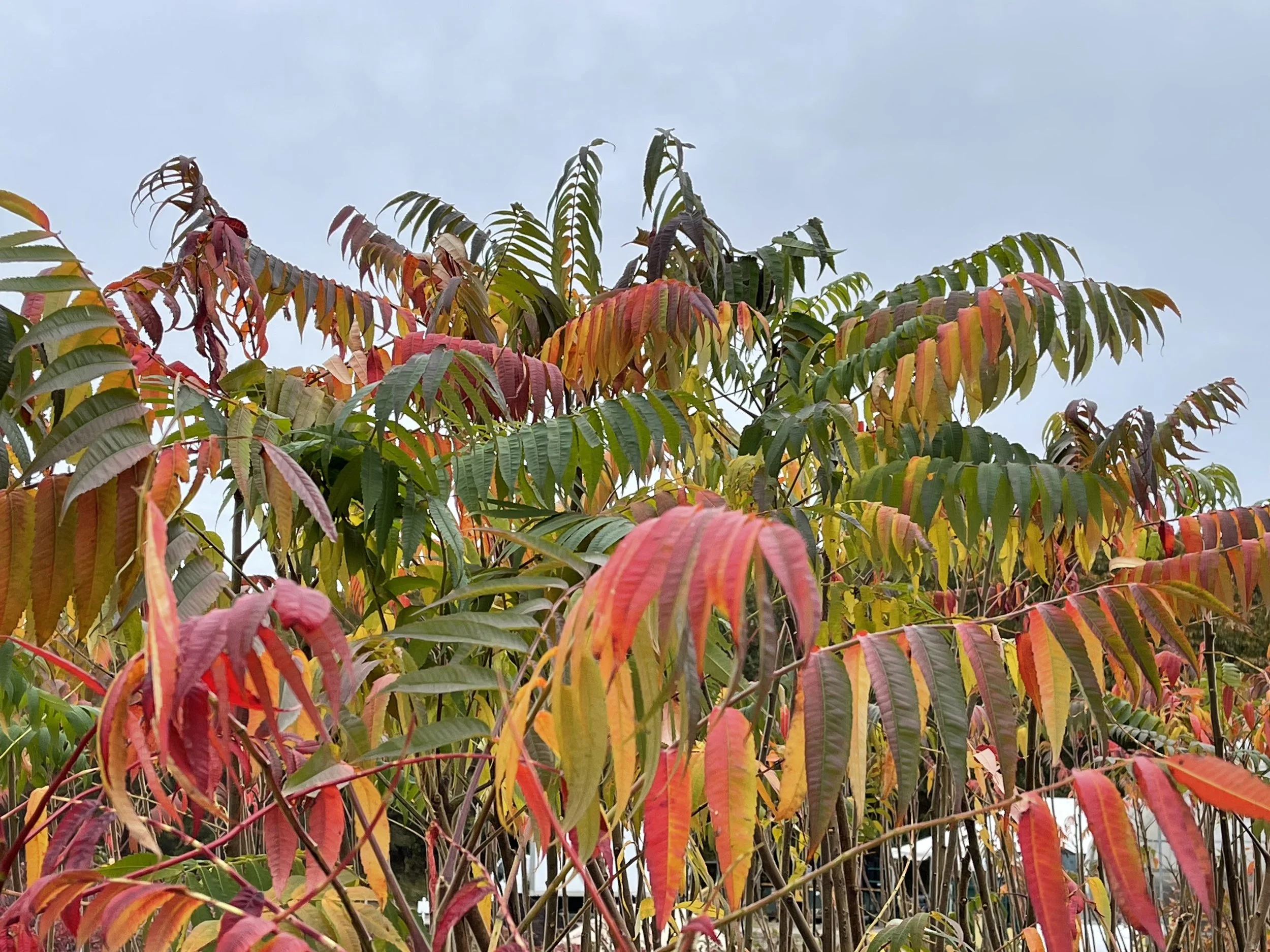 RhuscopallinumFallColor.jpeg