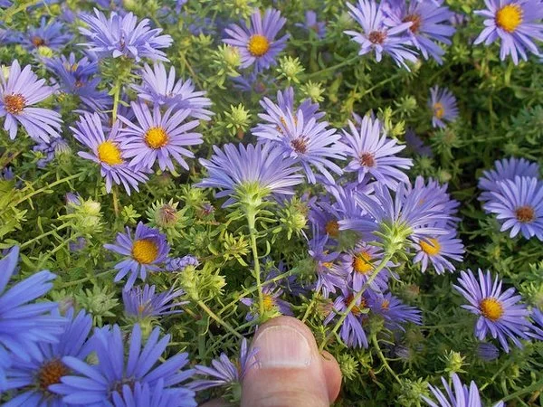 Symphyotrichum oblongifolium ncsu.jpg
