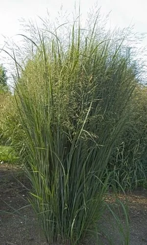 Panicum virgatum 'Northwind' - newmoon.jpg