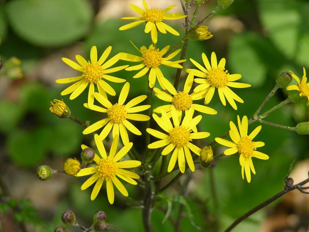 Packera aurea ~ Golden Ragwort / Large