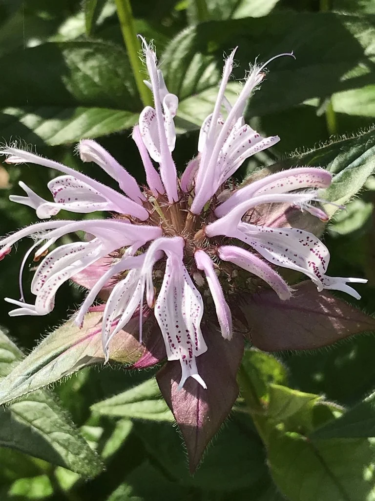 Monarda bradburiana ~ Eastern Beebalm / Large