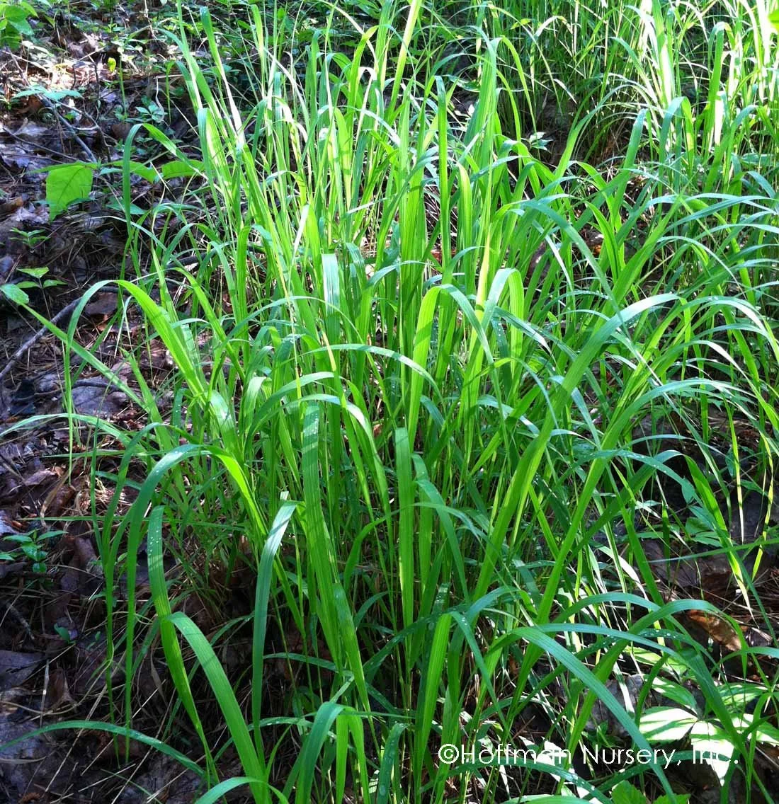 Chasmanthium latifolium ~ Northern Sea Oats / Medium