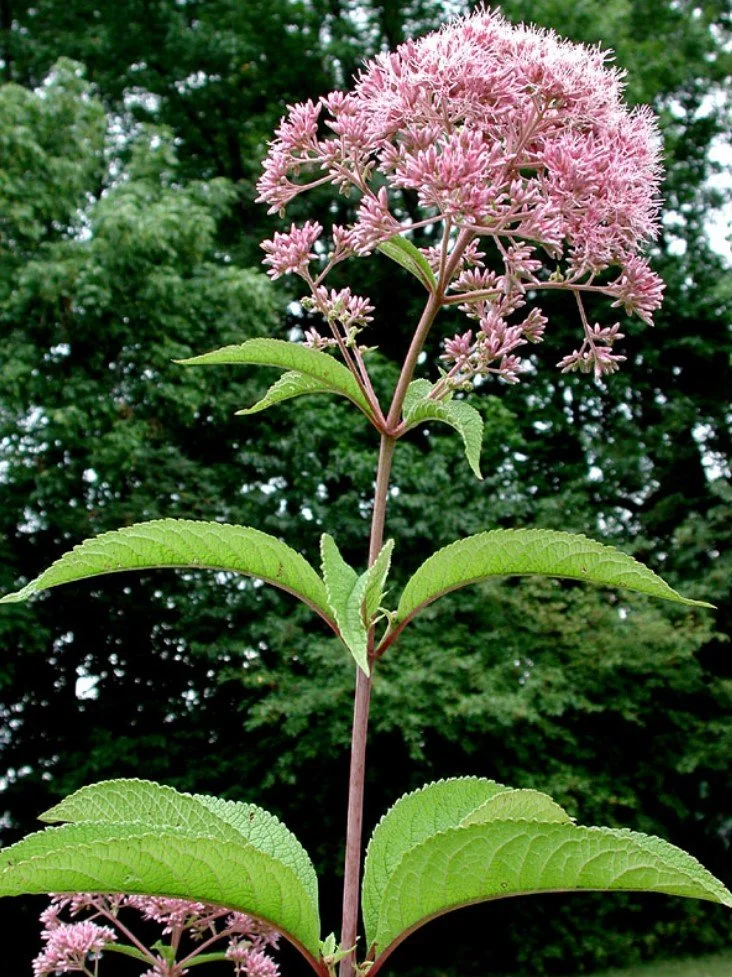 Eutrochium fistulosum.jpg