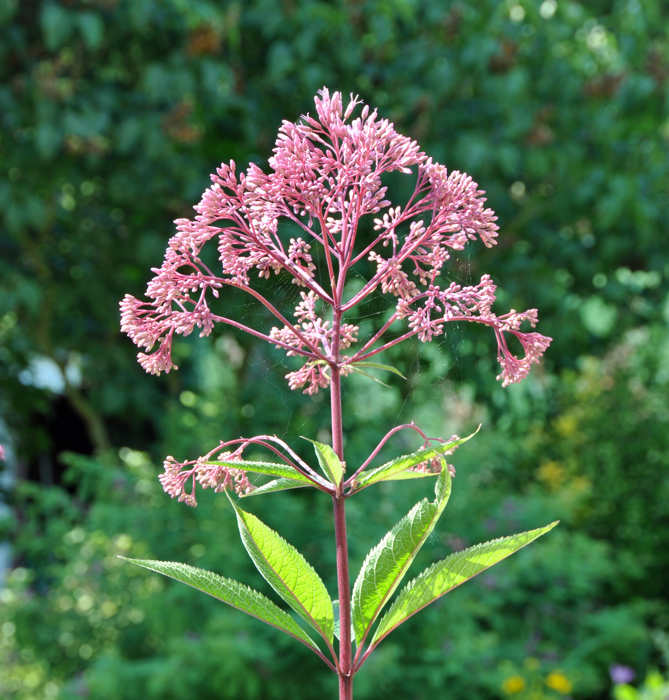 Eutrochium maculatum ~ Spotted Joe Pye Weed / Large