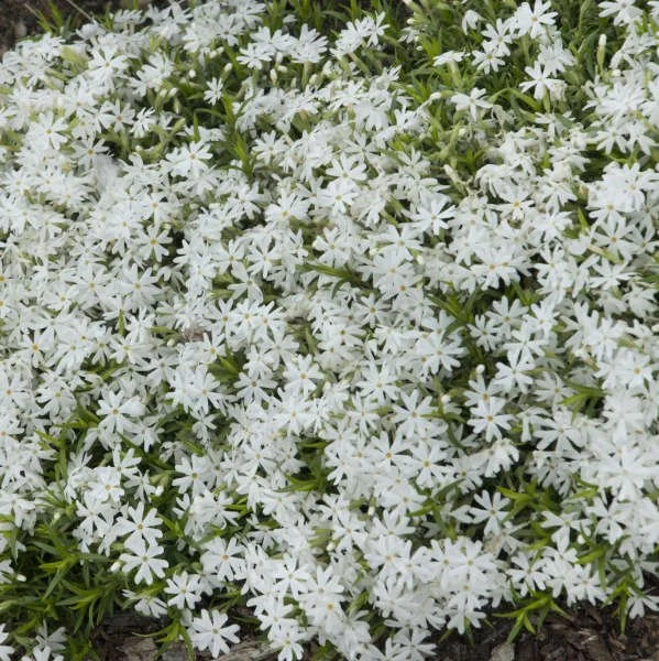 Phlox subulata 'White' ~ Moss Phlox White Cultivar / Medium
