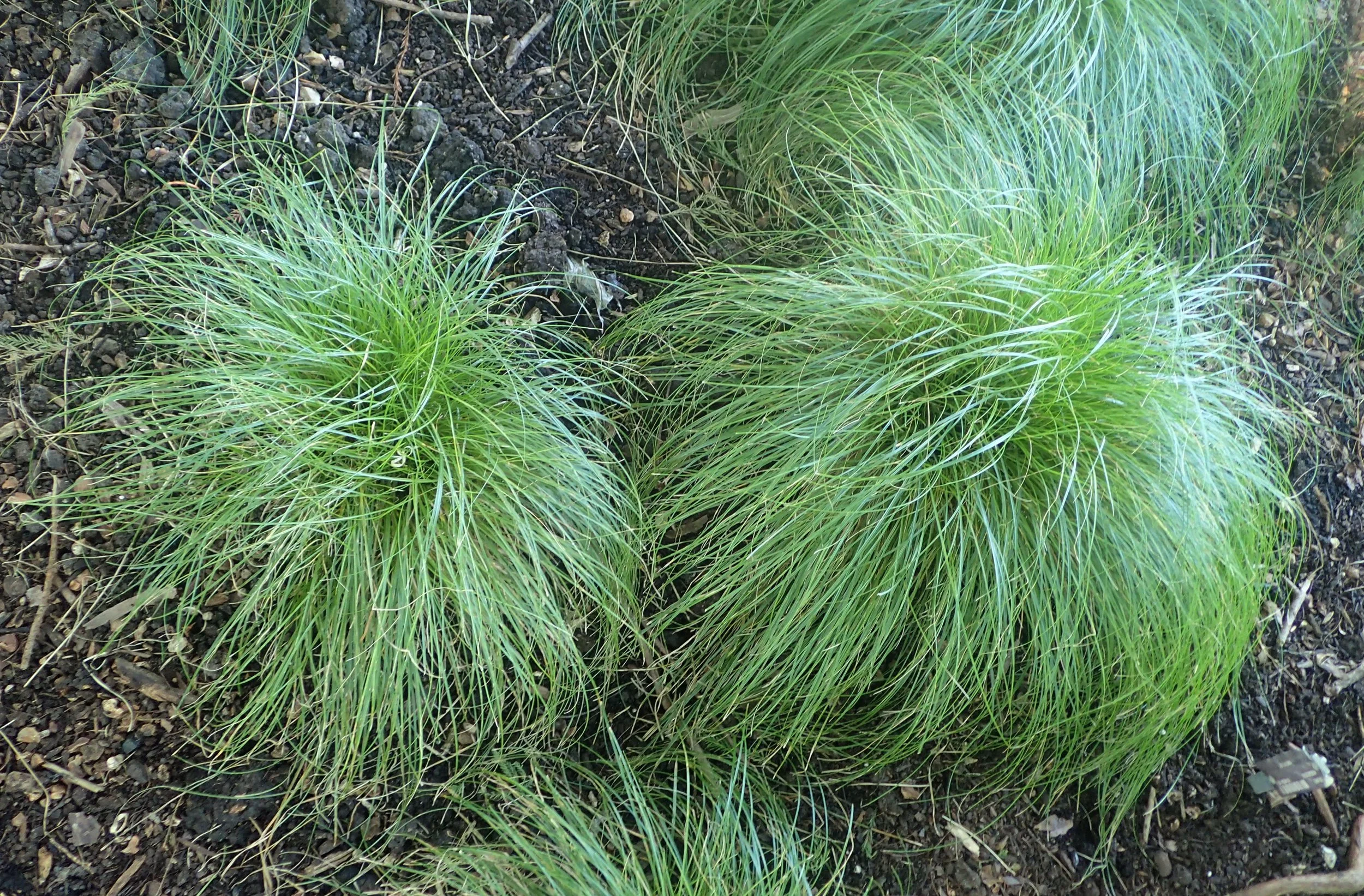 Carex_rosea_1.jpg