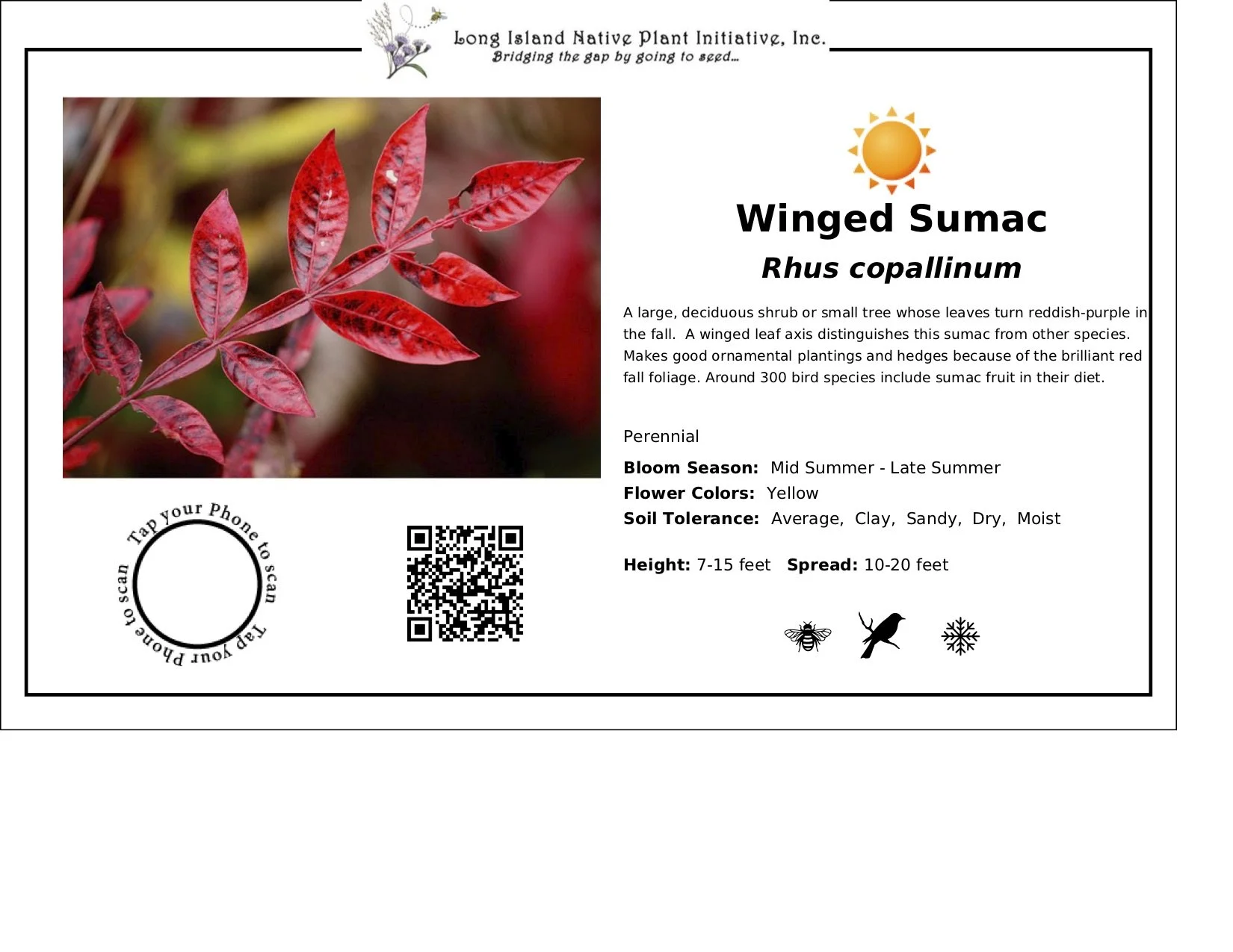 Winged Sumac.jpg