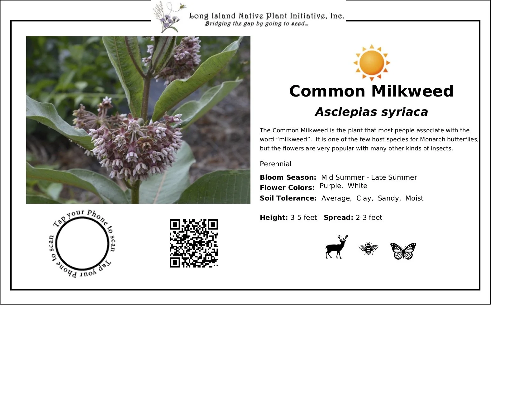 Common Milkweed.jpg