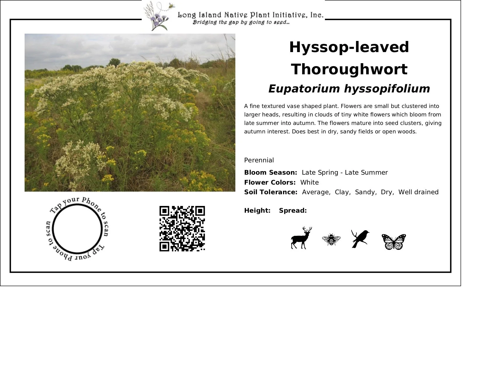 Hyssopleaved Thoroughwort.jpg