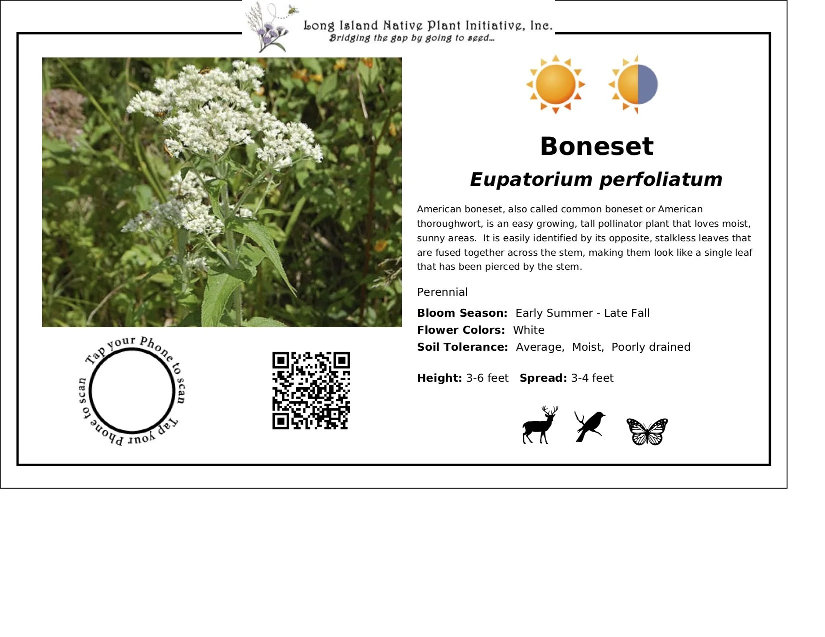 Eupatorium perfoliatum ~ Boneset / Medium