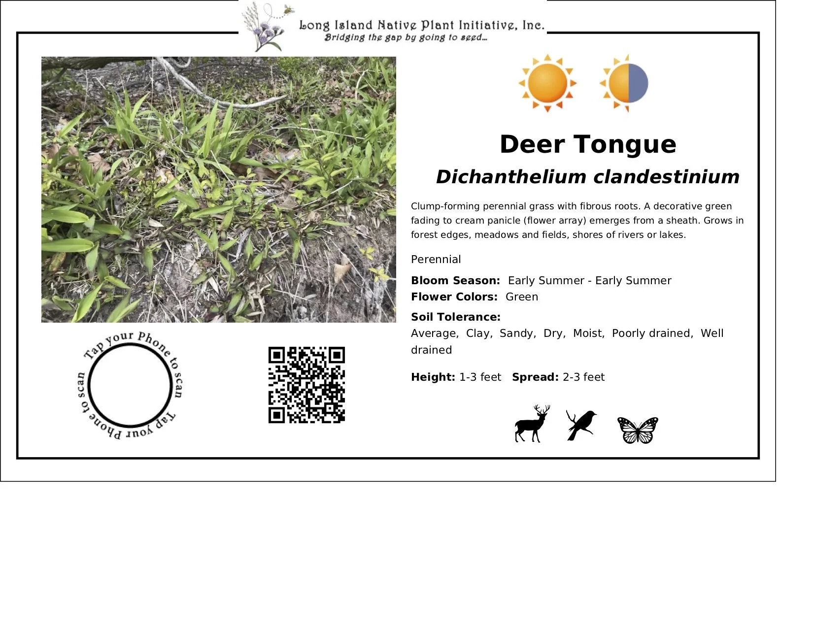 Dichanthelium clandestinum ~ Deertongue / Medium