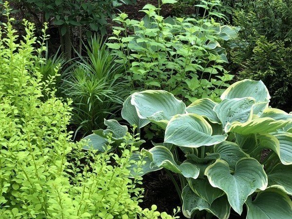 Close-up of Patty’s sterile garden in Illinois.