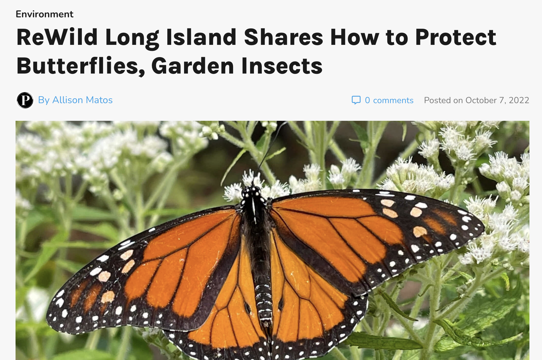 ReWild Long Island Shares How to Protect Butterflies, Garden Insects