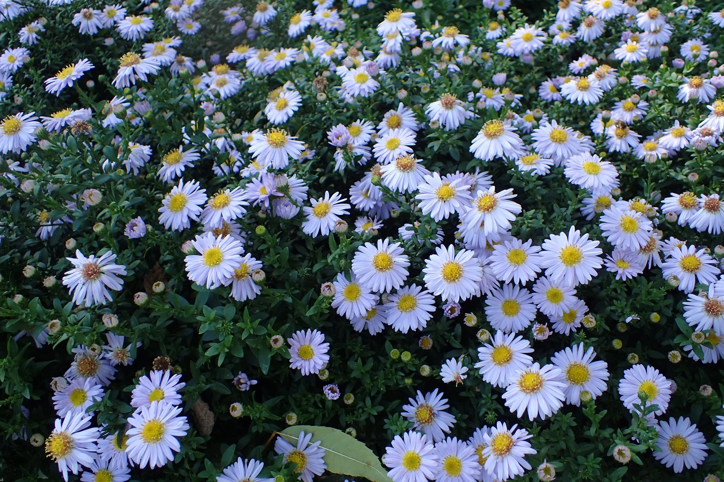 Symphyotrichum_dumosus-Wikimedia-CC 4.0.jpg