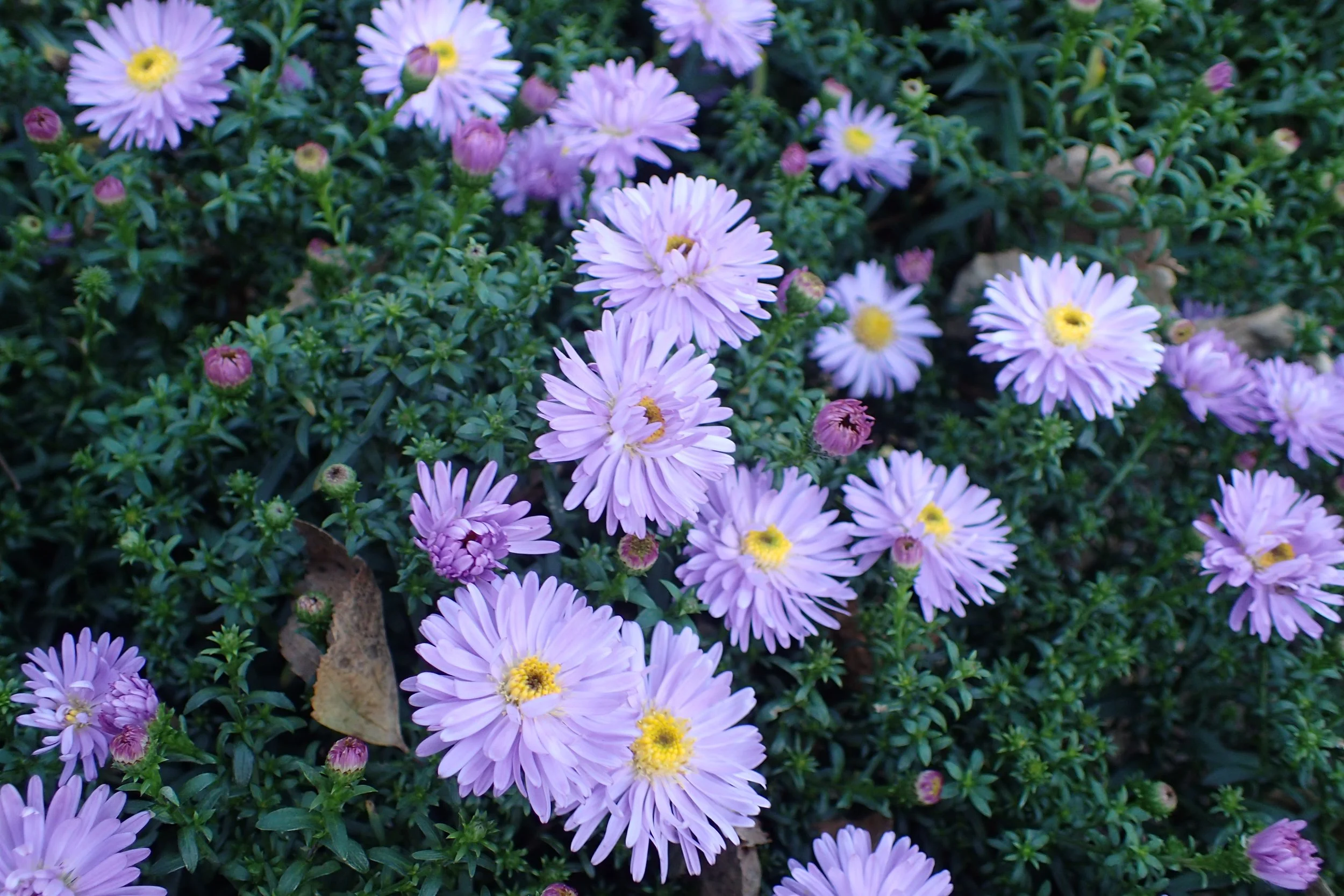 Symphyotrichum_dumosus-1.jpg