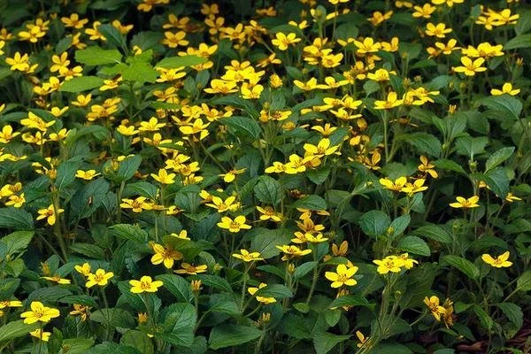 Chrysogonum virginianum 'Superstar' ~ Goldenstar 'Superstar' Cultivar / Large