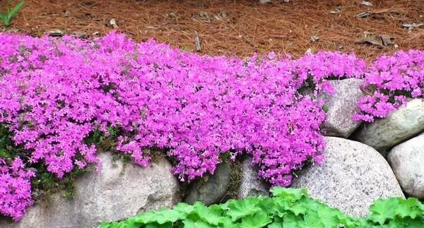 Phlox subulata 'Pink' ~ Moss Phlox 'Pink' Cultivar / Medium