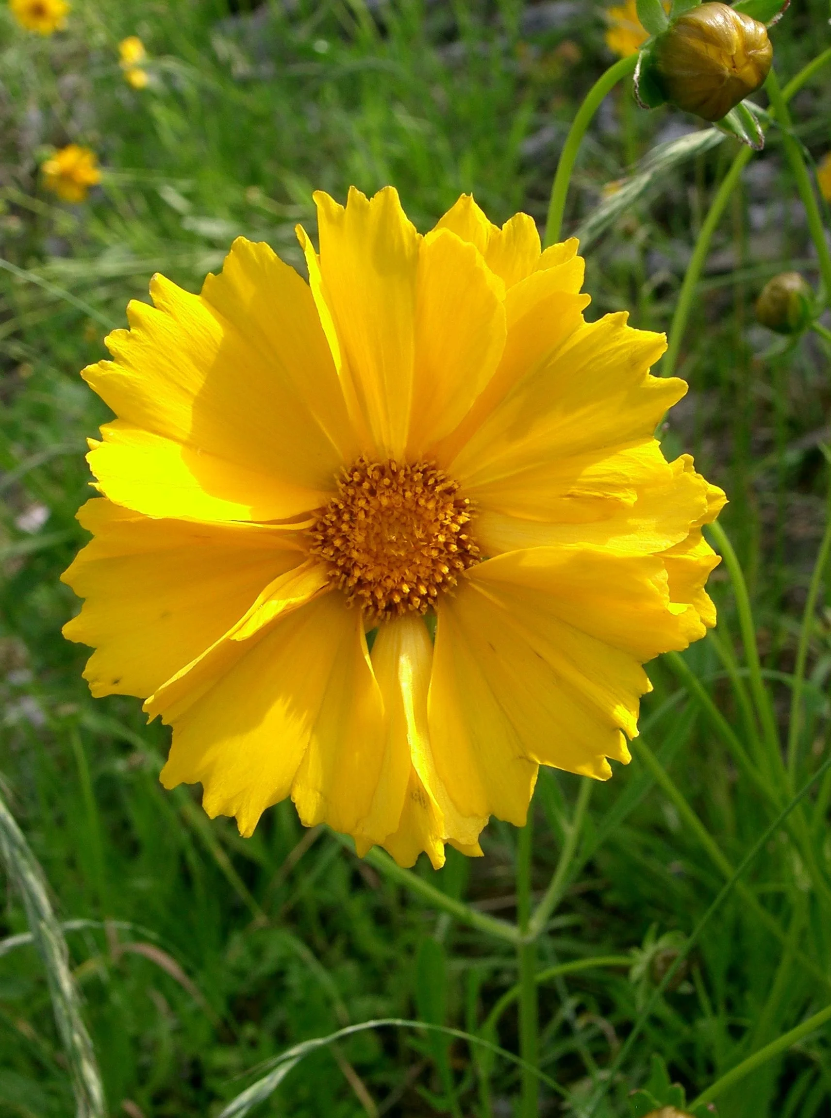 Coreopsis_lanceolata - Wikimedia - CC 21..jpg