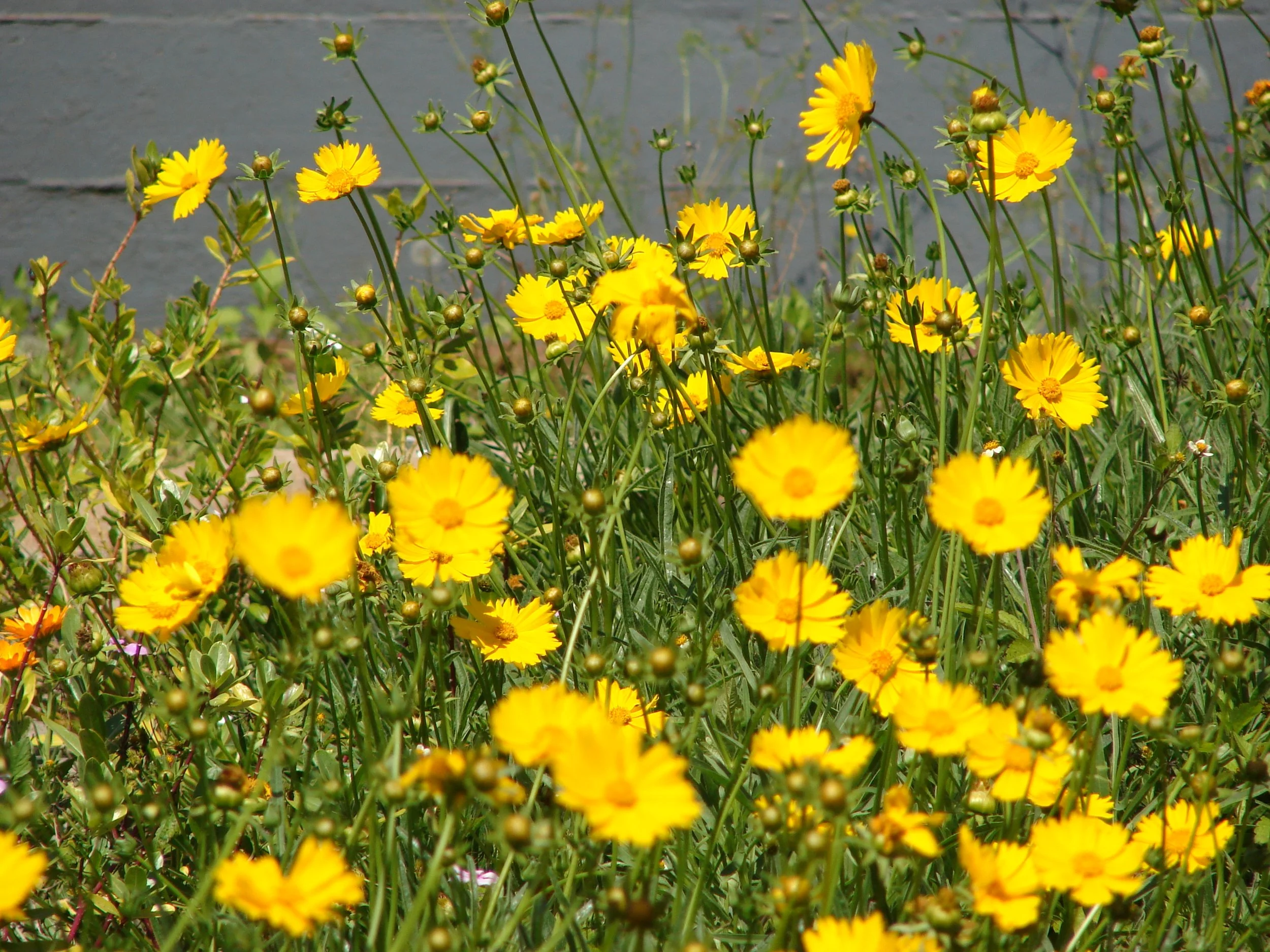 Coreopsis_lanceolata.JPG