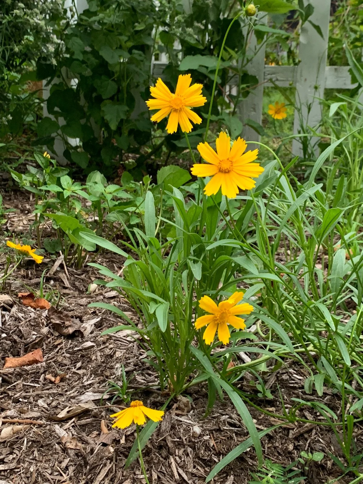 Coreopsis_lanceolata - 1.jpg