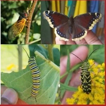 Insects: What would we do without them?: Video