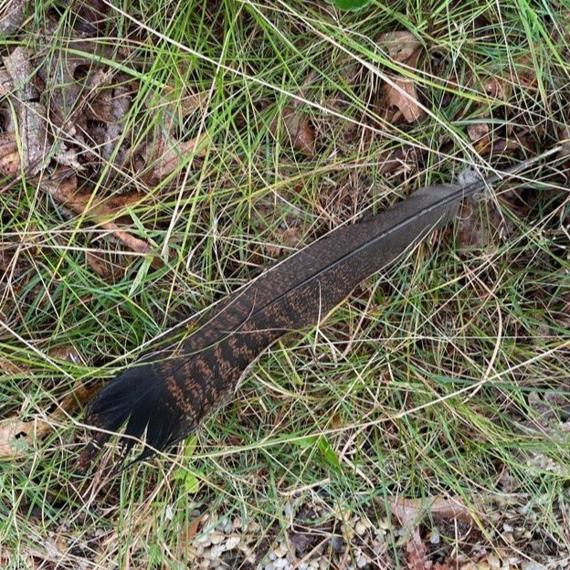 Wild turkey feather